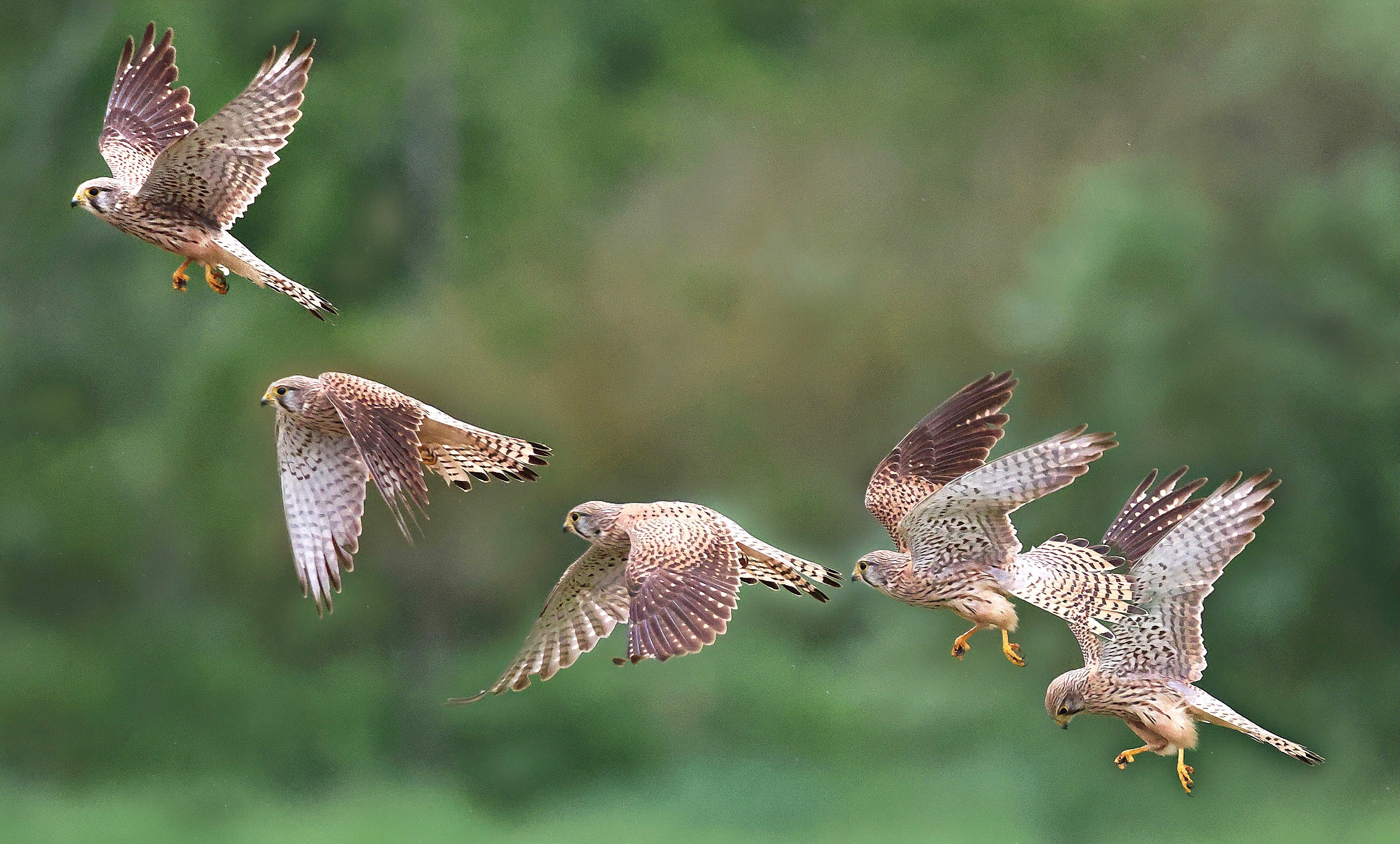 Flugstudien